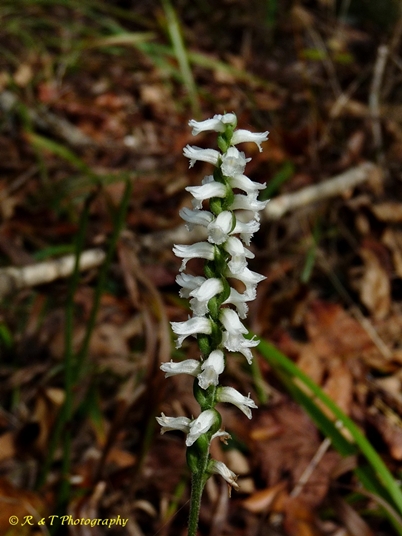 {Spiranthes ovalis var. ovalis}